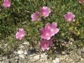 Malope malacoides