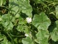 Malva neglecta