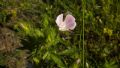 Althaea hirsuta