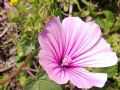 Malva trimestris