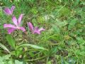 Malope malacoides