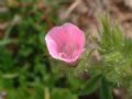 Althaea hirsuta