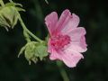 Althaea cannabina