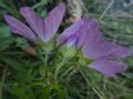 Malva alcea