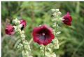 Alcea rosea