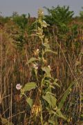 Althea officinalis