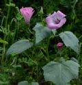 Malva trimestris