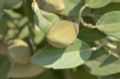 Lagunaria patersonia