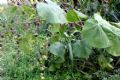 Abutilon theophrasti