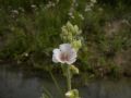 Althea officinalis