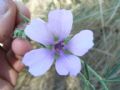 Althaea cannabina