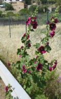 Alcea rosea