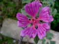 Malva olbia