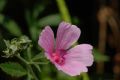 Althaea cannabina