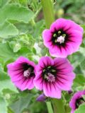 Malva veneta