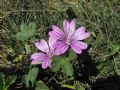 Malva sylvestris