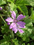 Malva sylvestris