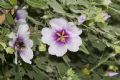 Malva subovata