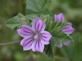 Malva multiflora