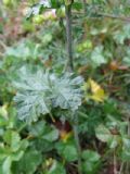 Malva moschata