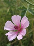 Althaea cannabina