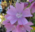 Malva moschata
