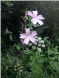 Malva moschata