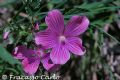 Malope malacoides