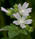 Malva multiflora