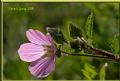Malope malacoides