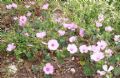 Malva trimestris