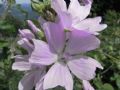Malva moschata