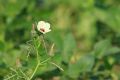 Hibiscus trionum