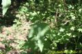 Malva thuringiaca