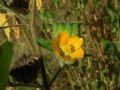 Abutilon theophrasti