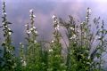 Althaea officinalis