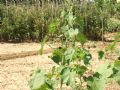 Abutilon theophrasti
