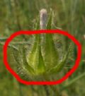 Althaea hirsuta