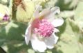 Althea officinalis