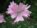 Malva moschata