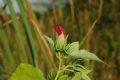 Hibiscus palustris
