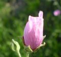 Althaea cannabina
