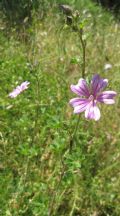Malva sylvestris
