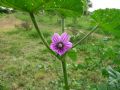 Malva multiflora