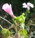 Malva trimestris