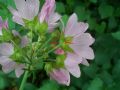 Malva moschata