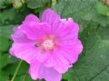 Malva thuringiaca
