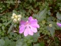 Malva thuiringiaca