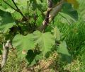 Malva olbia