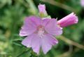 Malva alcea